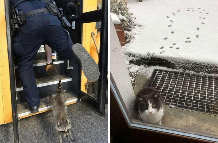 Wait, They Actually Ranked These Hilarious One-Picture Stories?