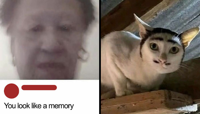 Wait, They Actually Ranked These Hilarious Random Pics?!