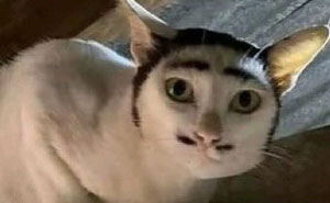 Wait, They Actually Ranked These Hilarious Random Pics?!