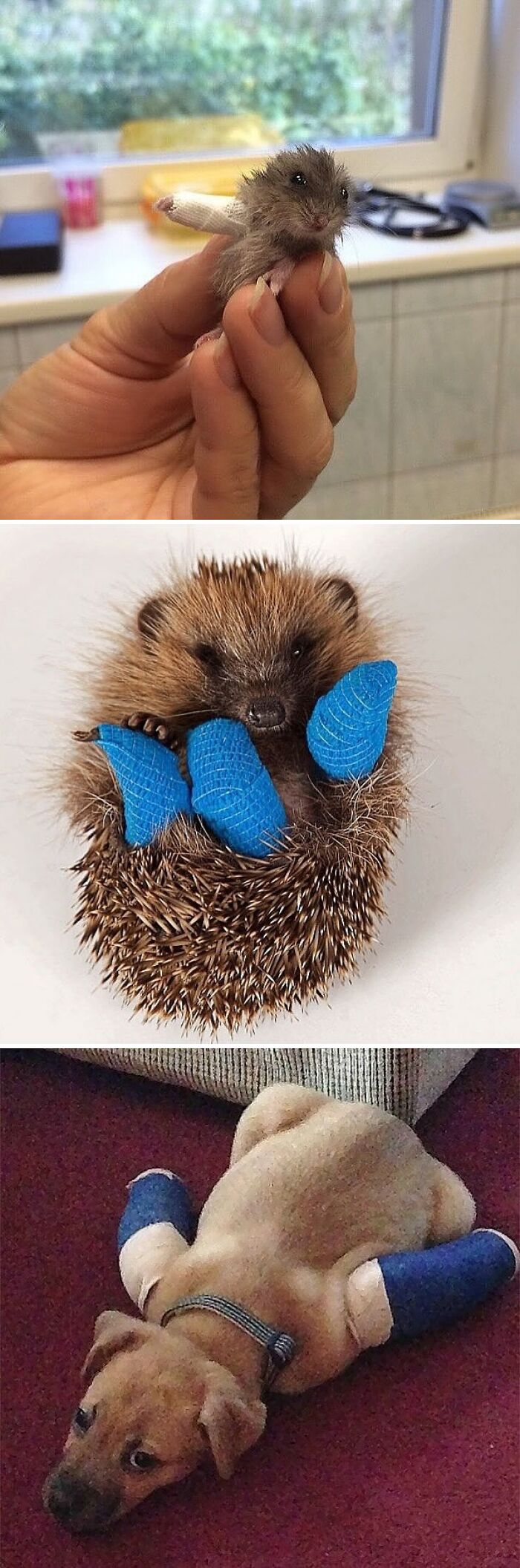 Animals Rockin’ Tiny Casts Like Pros