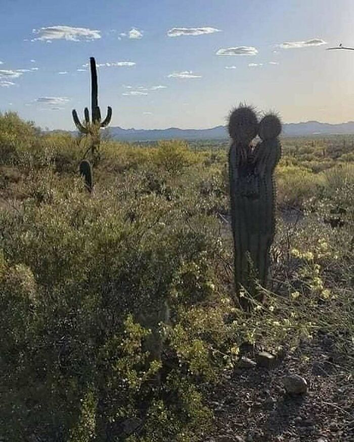 This Arizona Cactus Looks Like Lovers Stealing a Kiss