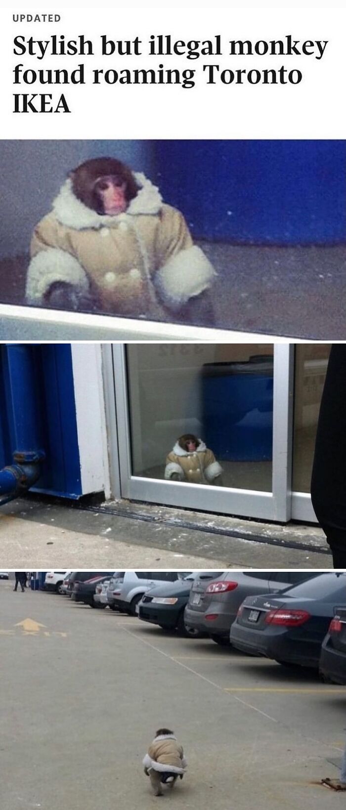 Monkey on the Loose in Toronto, All Dressed Up and Ready to Roam