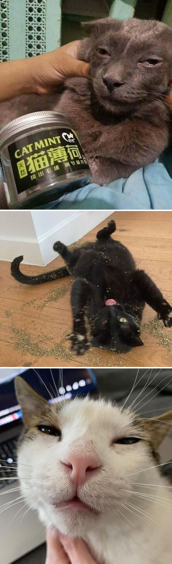 Catnip Magic in Action