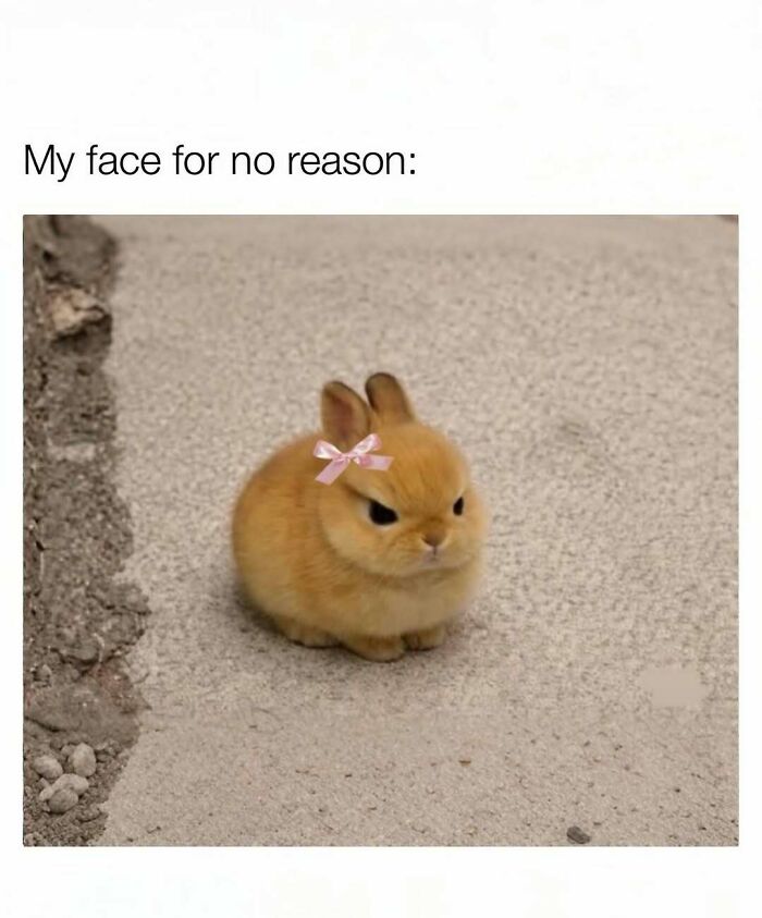 These 109 Memes Nail Life’s Messy Moments and Make You Laugh (Promise!)