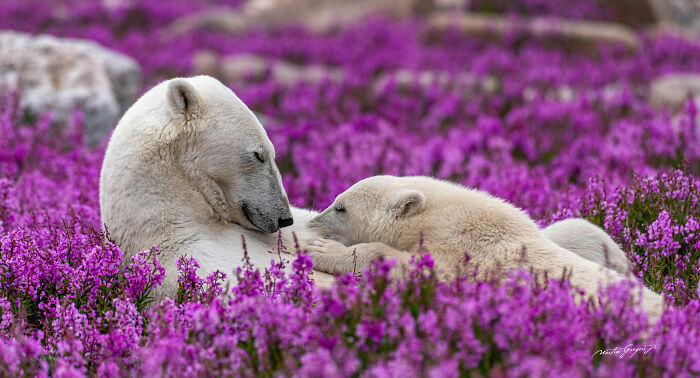 25 Wildlife Pics So Cool You’ll Do a Double Take