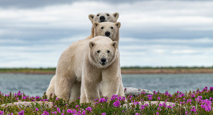 25 Wildlife Pics So Cool You’ll Do a Double Take