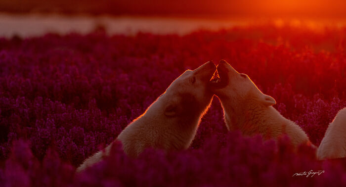 25 Wildlife Pics So Cool You’ll Do a Double Take