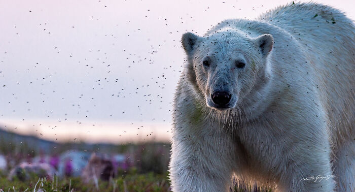 25 Wildlife Pics So Cool You’ll Do a Double Take