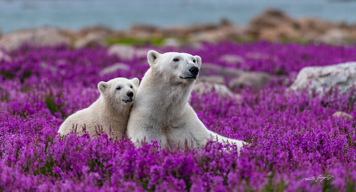 25 Wildlife Pics So Cool You’ll Do a Double Take