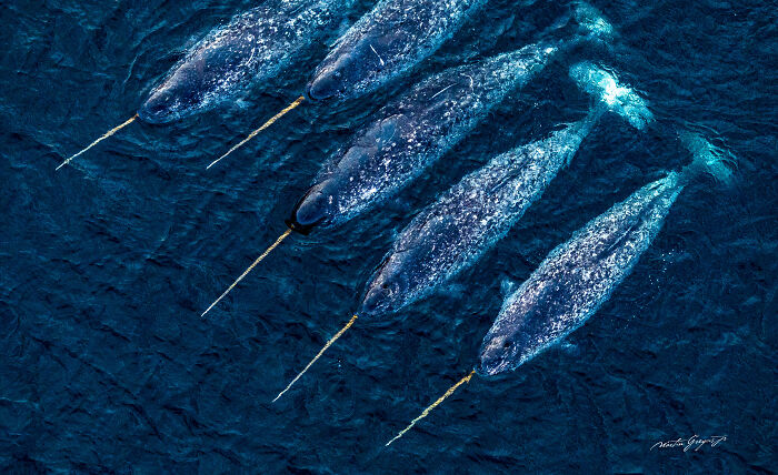 25 Wildlife Pics So Cool You’ll Do a Double Take