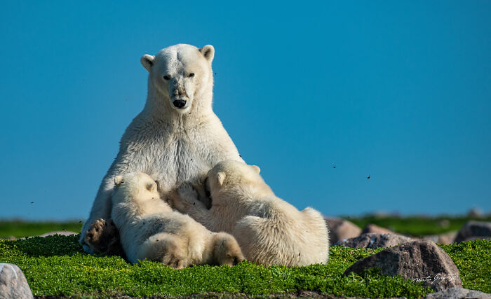 25 Wildlife Pics So Cool You’ll Do a Double Take