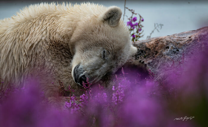 25 Wildlife Pics So Cool You’ll Do a Double Take