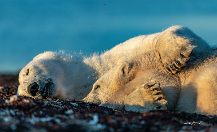 25 Wildlife Pics So Cool You’ll Do a Double Take