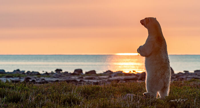 25 Wildlife Pics So Cool You’ll Do a Double Take