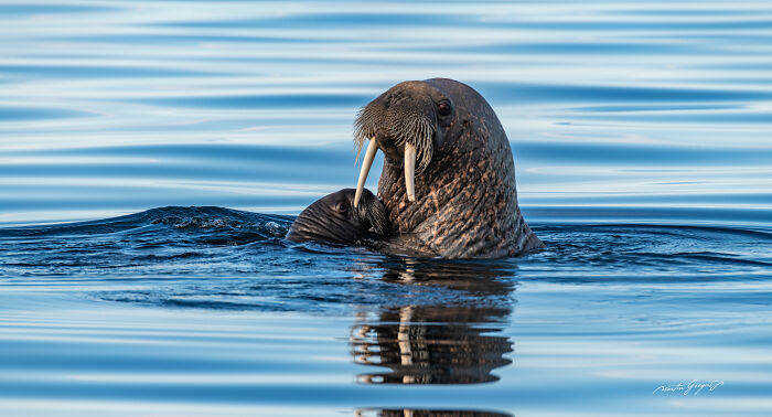 25 Wildlife Pics So Cool You’ll Do a Double Take