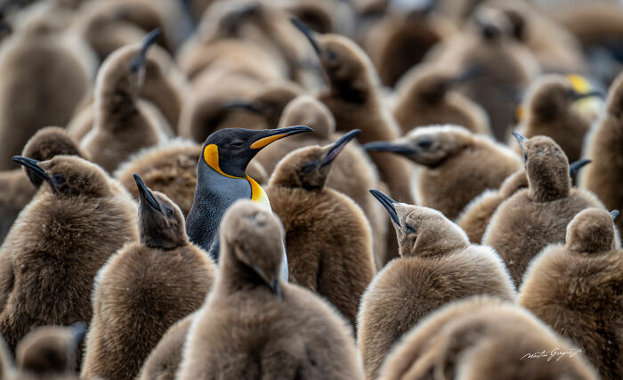 25 Wildlife Pics So Cool You’ll Do a Double Take