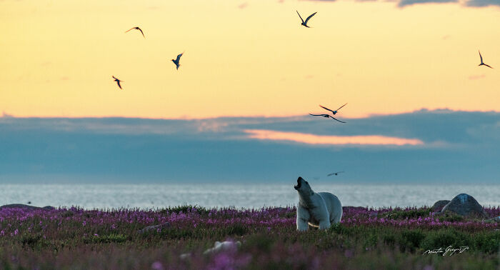 25 Wildlife Pics So Cool You’ll Do a Double Take