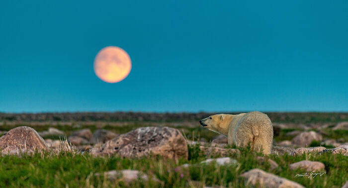 25 Wildlife Pics So Cool You’ll Do a Double Take