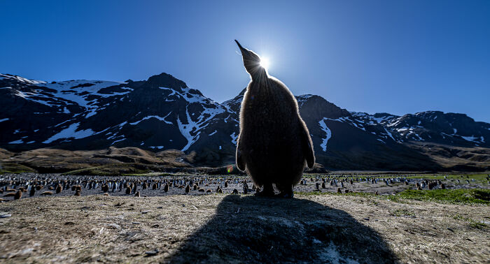 25 Wildlife Pics So Cool You’ll Do a Double Take
