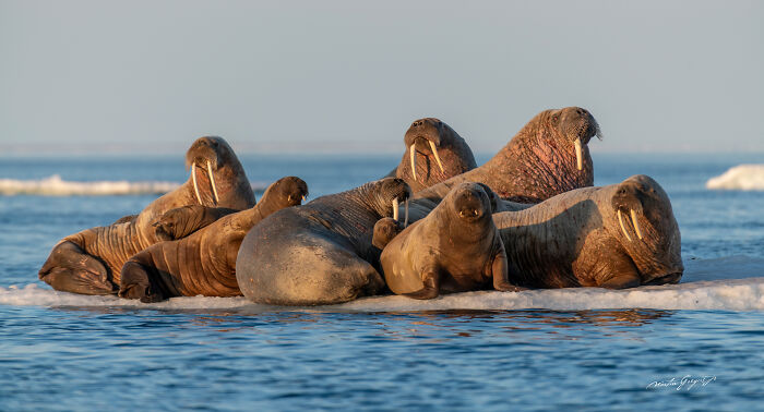25 Wildlife Pics So Cool You’ll Do a Double Take