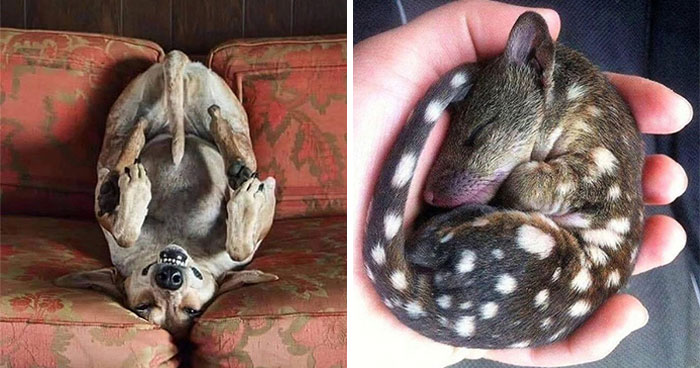 41 Animal Pics That Are Basically Nature Showing Off