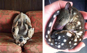 41 Animal Pics That Are Basically Nature Showing Off