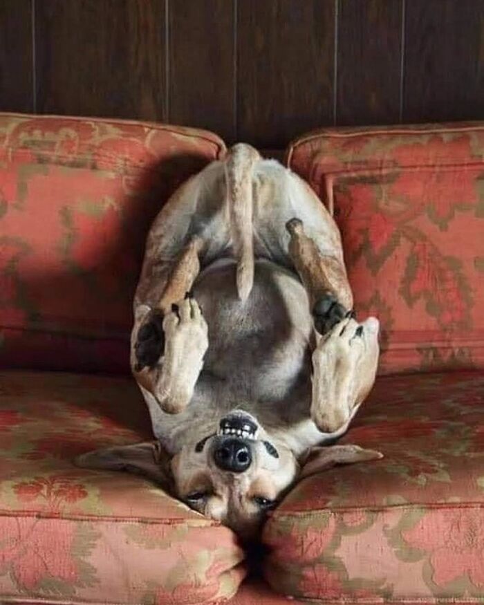 41 Animal Pics That Are Basically Nature Showing Off