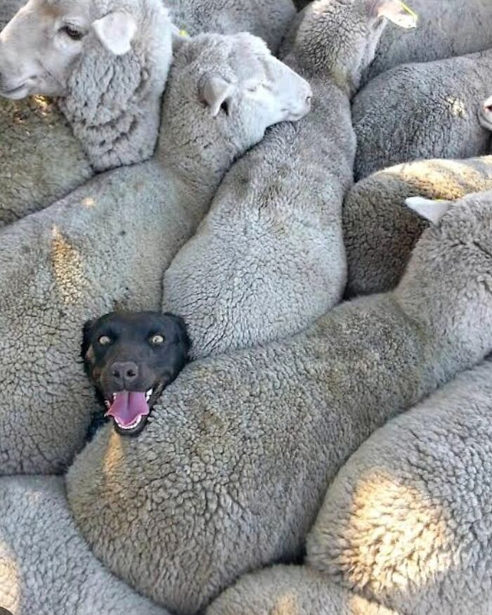 41 Animal Pics That Are Basically Nature Showing Off