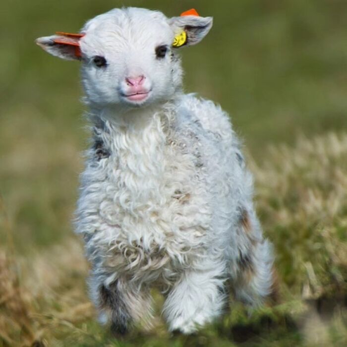 41 Animal Pics That Are Basically Nature Showing Off