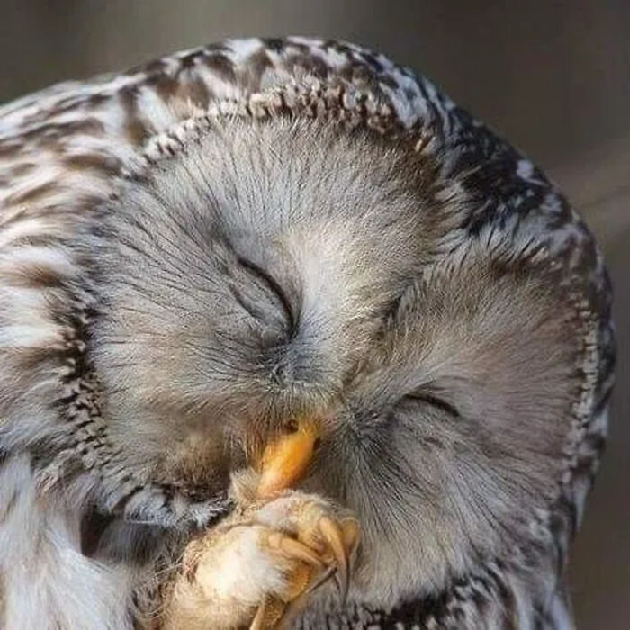 41 Animal Pics That Are Basically Nature Showing Off