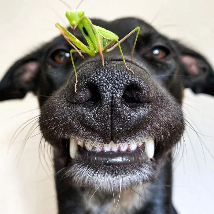 41 Animal Pics That Are Basically Nature Showing Off