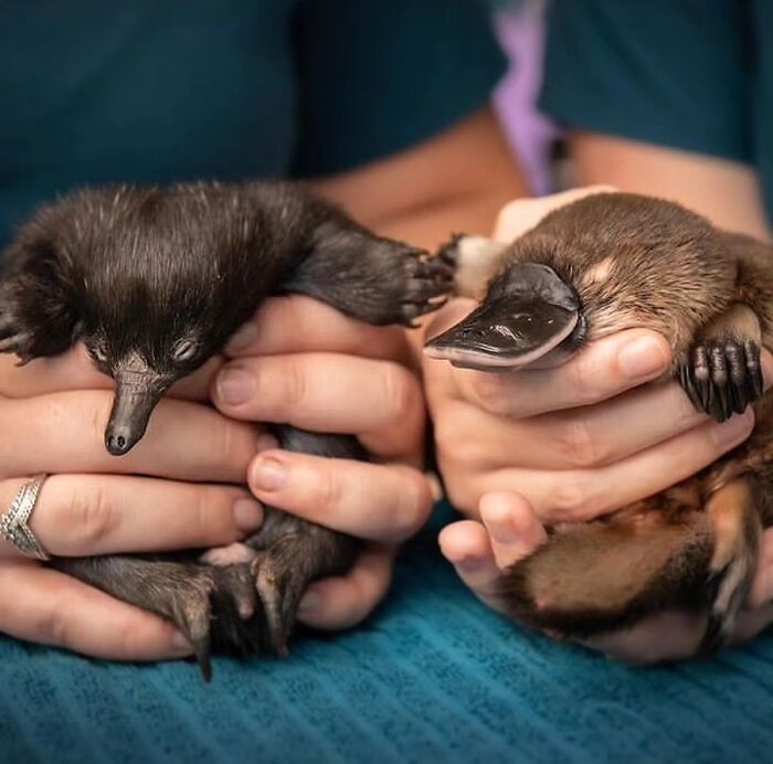 41 Animal Pics That Are Basically Nature Showing Off