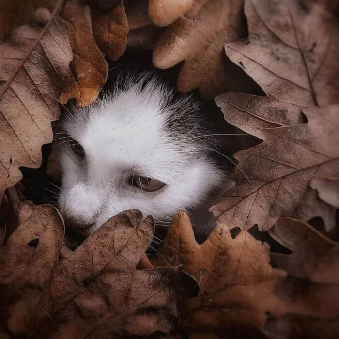 41 Animal Pics That Are Basically Nature Showing Off