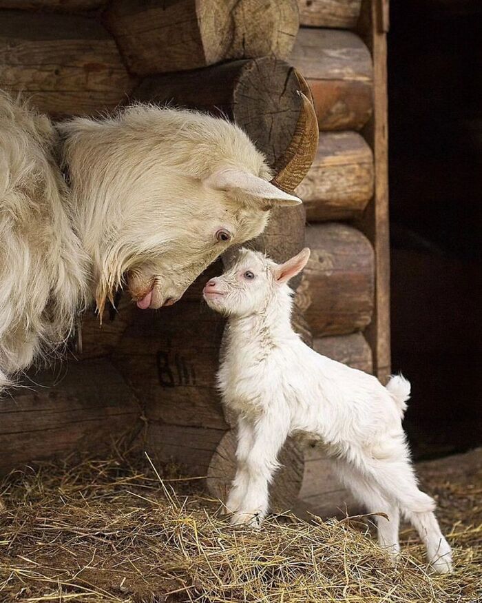 41 Animal Pics That Are Basically Nature Showing Off