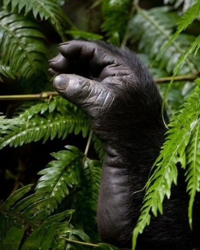 41 Animal Pics That Are Basically Nature Showing Off