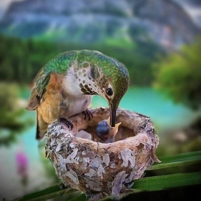 41 Animal Pics That Are Basically Nature Showing Off