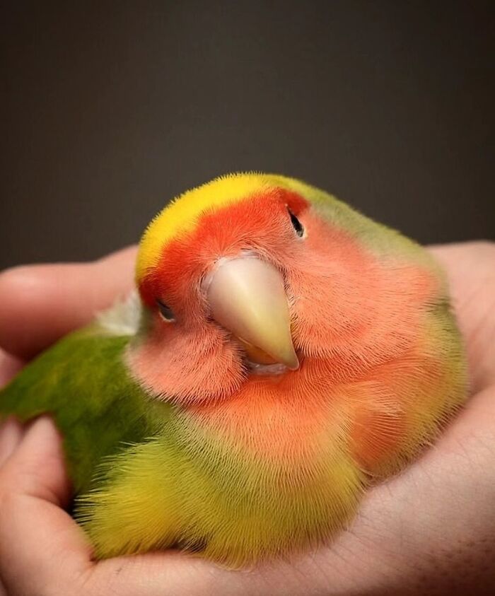 41 Animal Pics That Are Basically Nature Showing Off