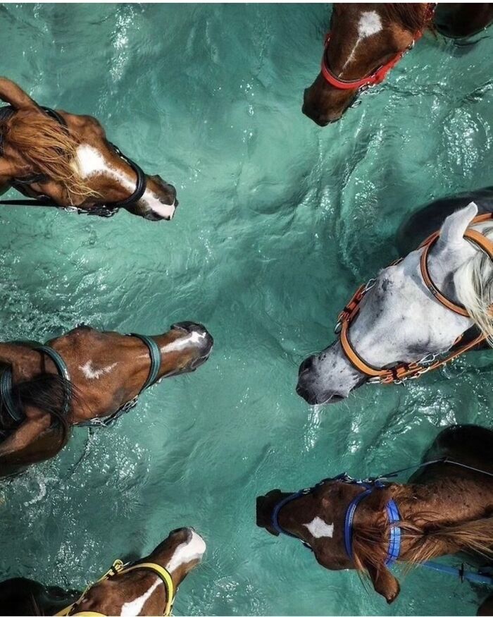 41 Animal Pics That Are Basically Nature Showing Off