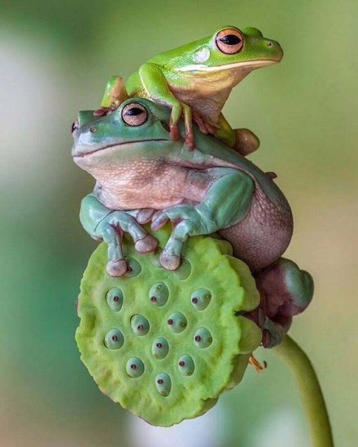 41 Animal Pics That Are Basically Nature Showing Off