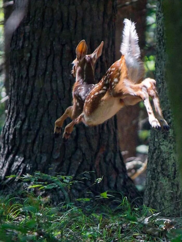 41 Animal Pics That Are Basically Nature Showing Off