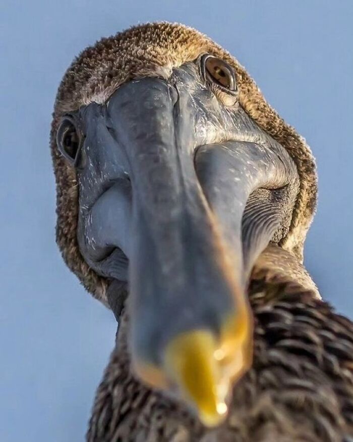 41 Animal Pics That Are Basically Nature Showing Off