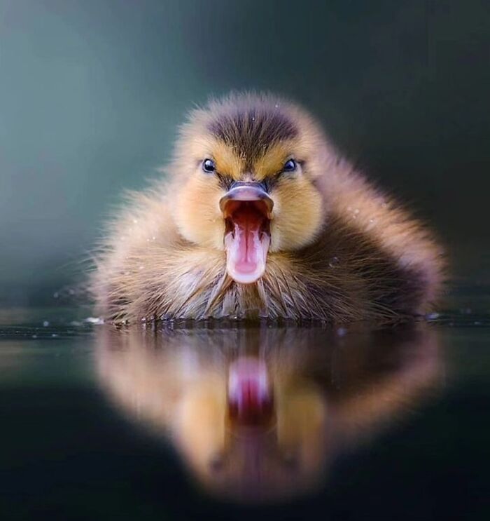 41 Animal Pics That Are Basically Nature Showing Off