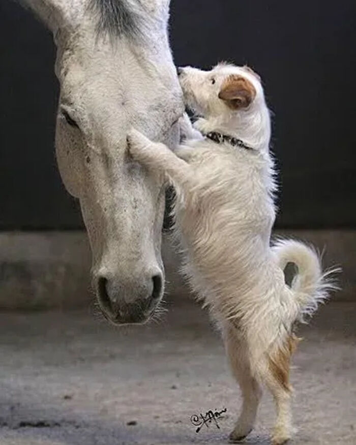 41 Animal Pics That Are Basically Nature Showing Off