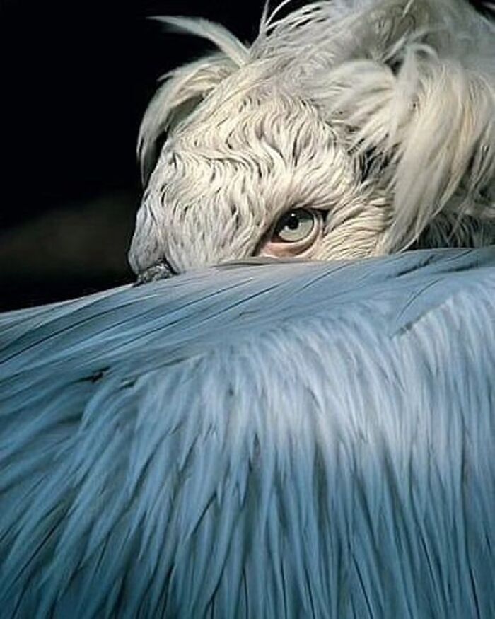 41 Animal Pics That Are Basically Nature Showing Off