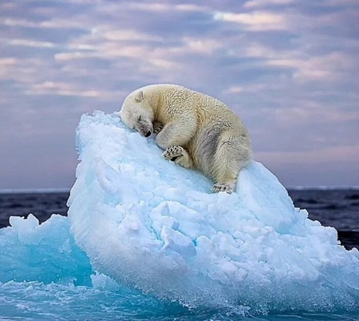 41 Animal Pics That Are Basically Nature Showing Off