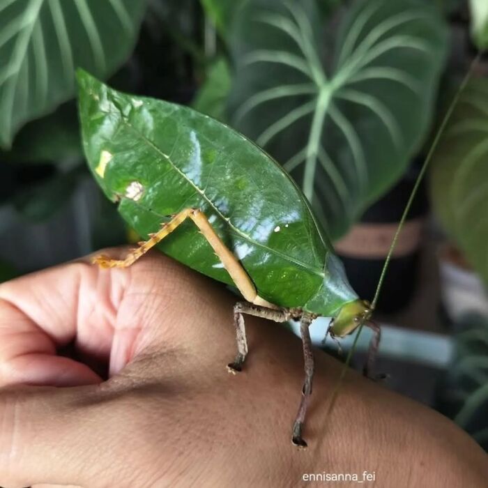 41 Animal Pics That Are Basically Nature Showing Off