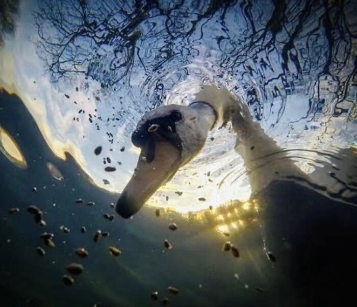 41 Animal Pics That Are Basically Nature Showing Off