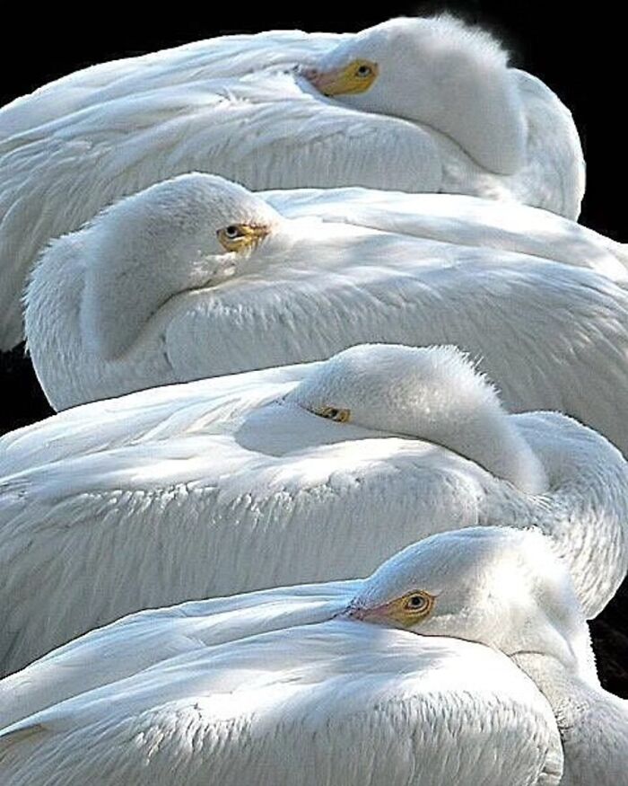 41 Animal Pics That Are Basically Nature Showing Off