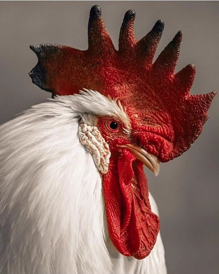 41 Animal Pics That Are Basically Nature Showing Off