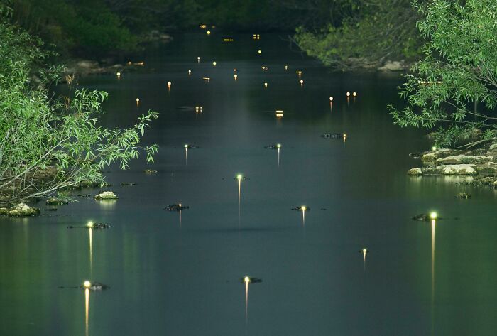 Gators With Glowing Eyes? Spooky Cool!